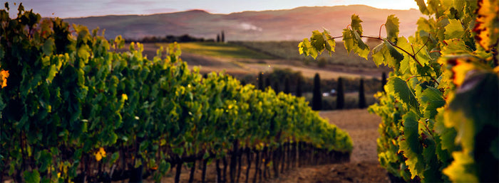 Podere Sette