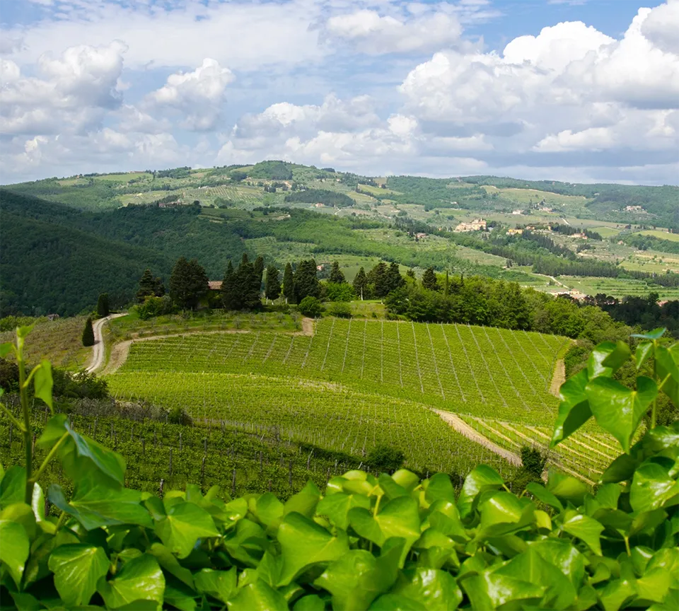 Querciabella