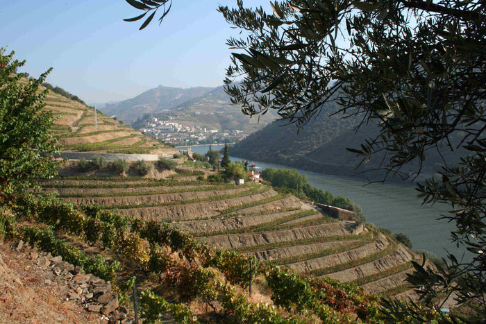 Quinta De La Rosa