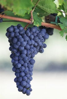 Refosco dal Peduncolo Rosso 1