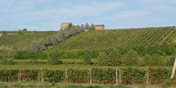 Romagnoli