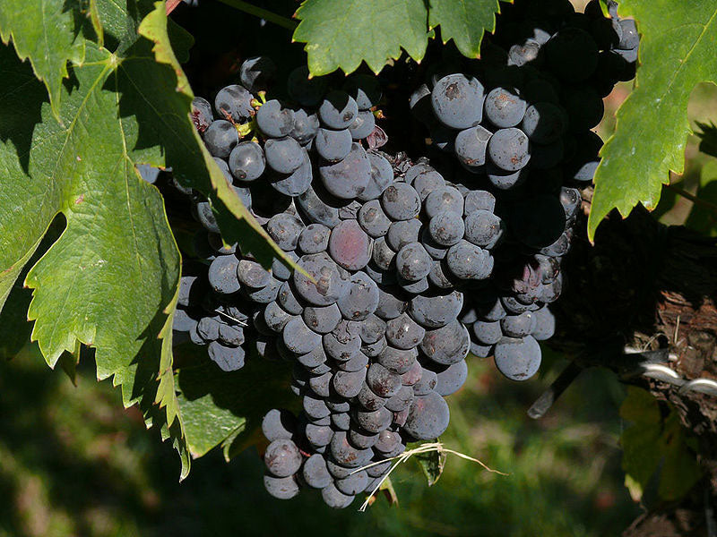 Sagrantino 1