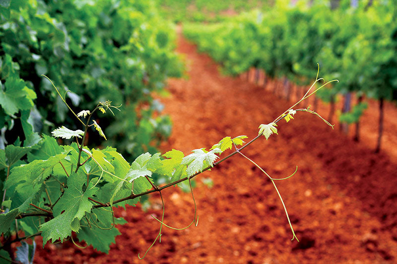 San Marzano