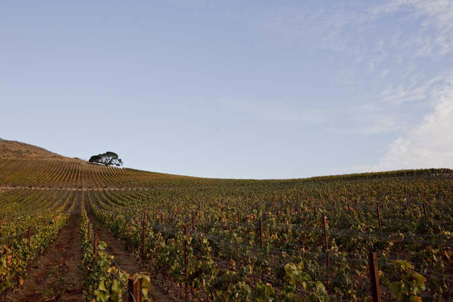Sandhi Wines