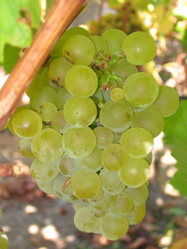 Sauvignon 1