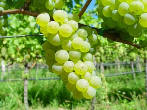 Sylvaner Verde 1