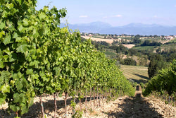 Tenuta Alzatura (Tenute Cecchi)