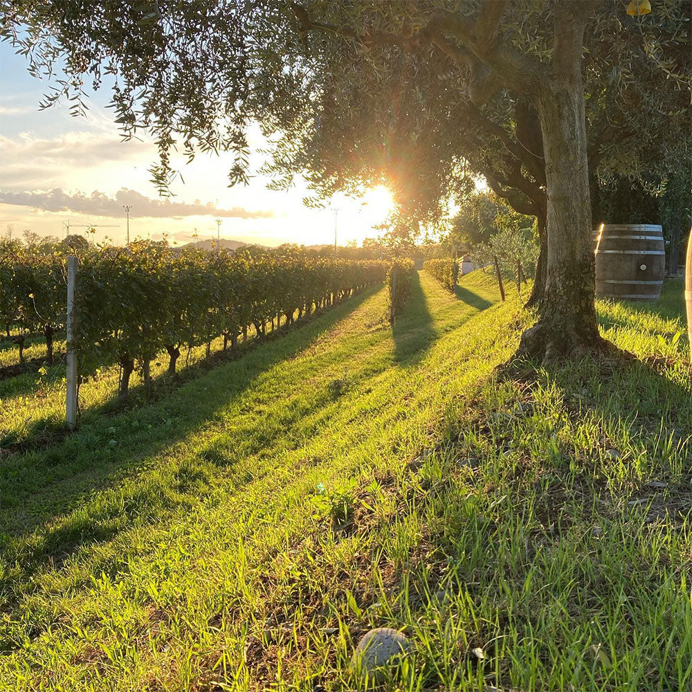 Tenuta Ambrosini