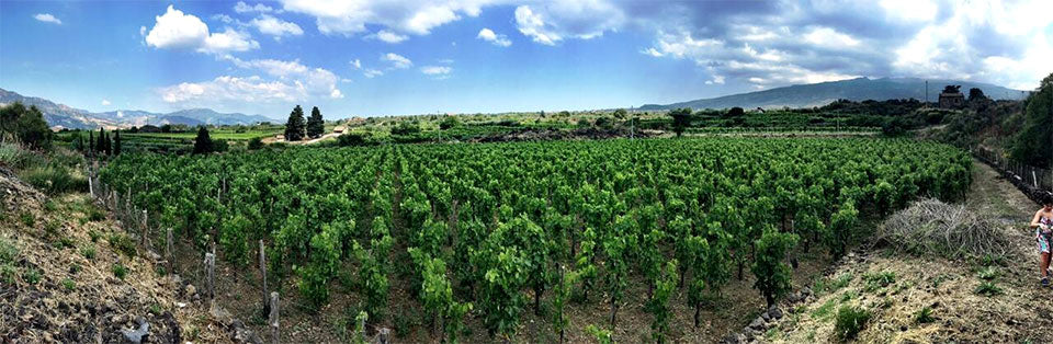Tenuta Benedetta