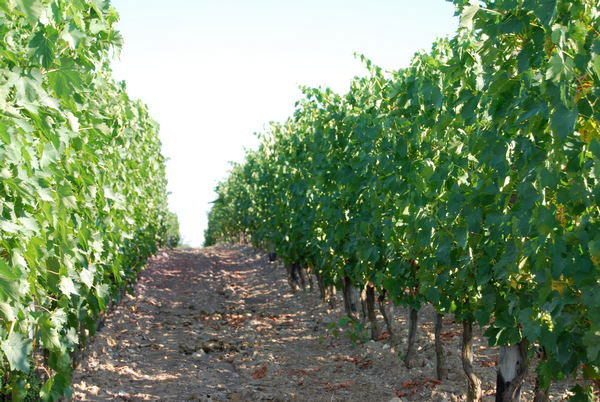 Tenuta delle Macchie