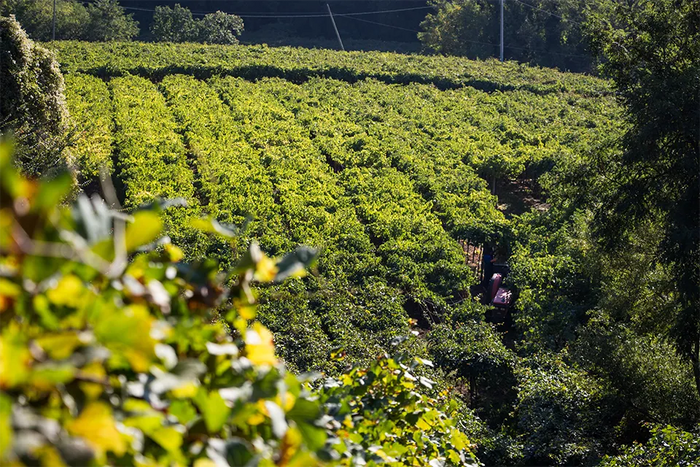 Tenuta Grimani