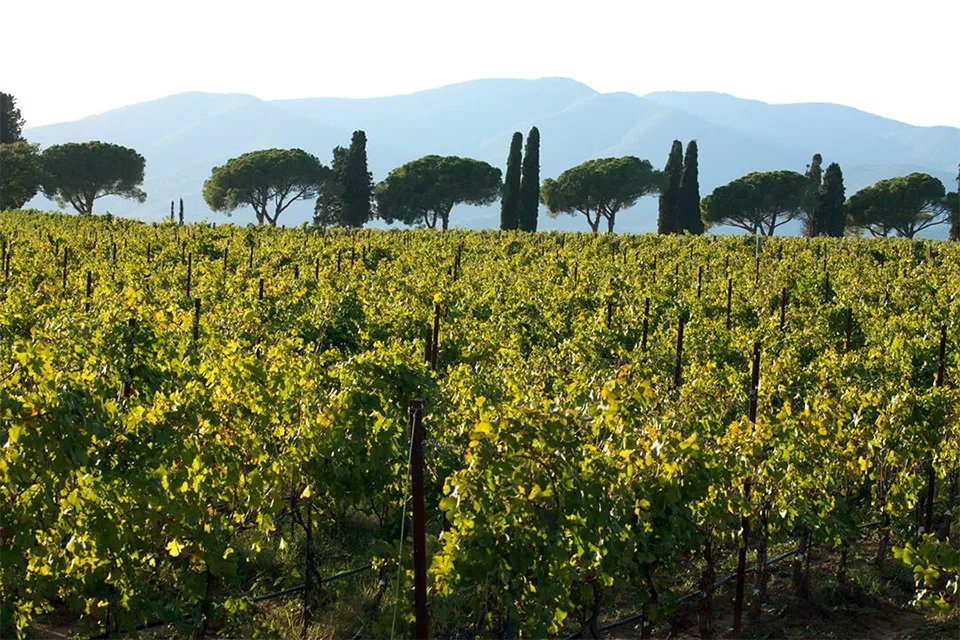 Tenuta la Badiola