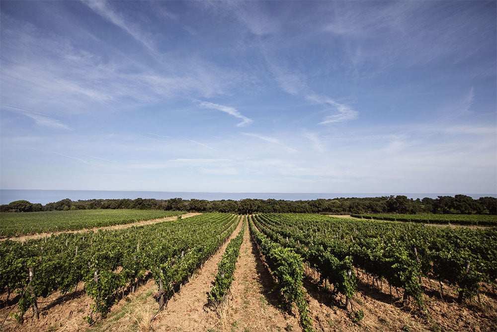 Tenuta le Colonne