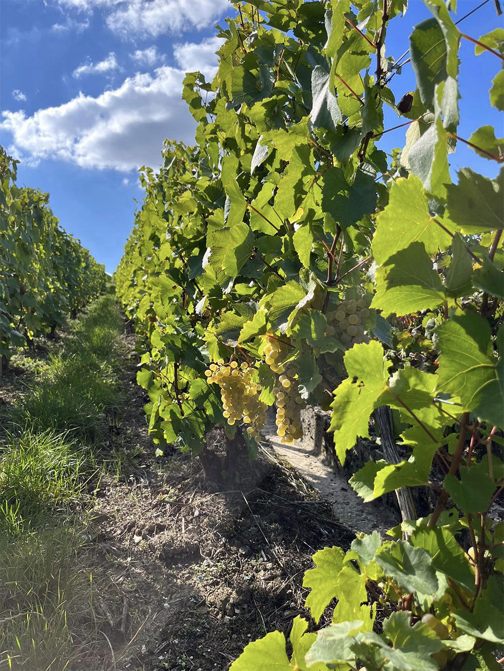 Thevenet-Delouvin