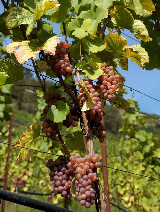 Traminer Aromatico 1