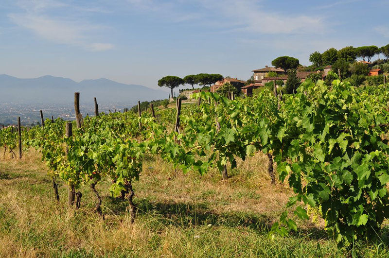 Valgiano