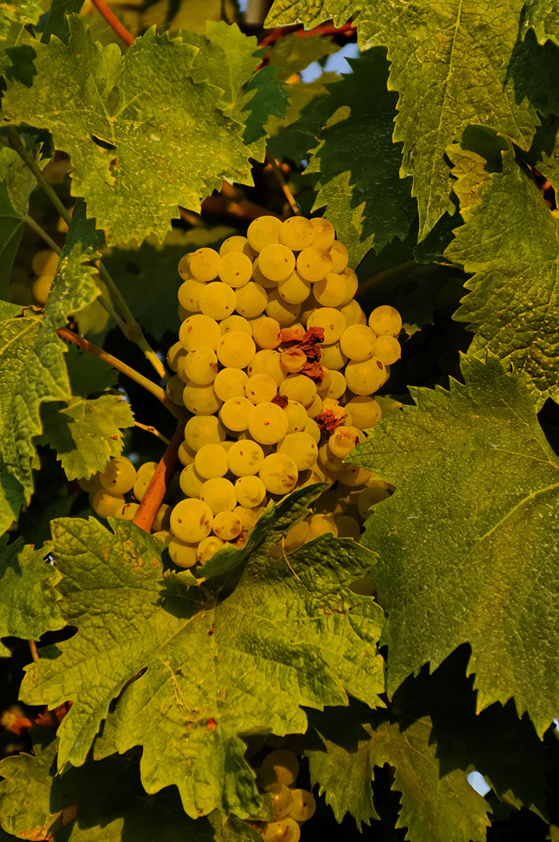 Verdicchio Bianco 1