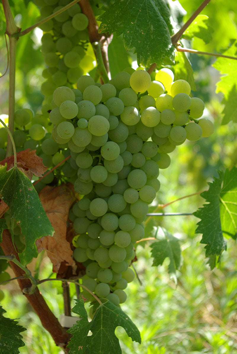 Vermentino 1