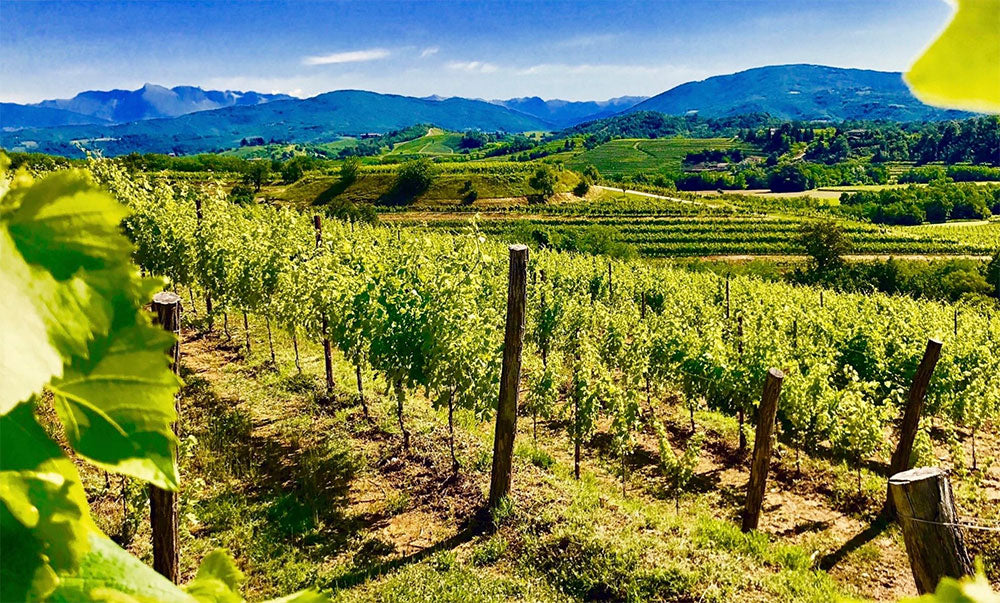 Vignaioli Specogna