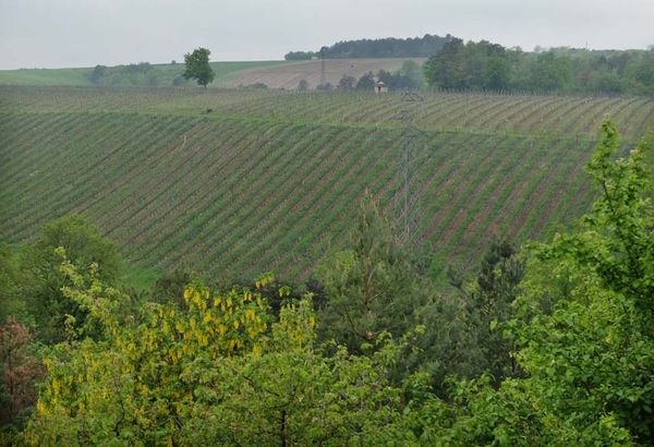 Vignoble Dampt Freres
