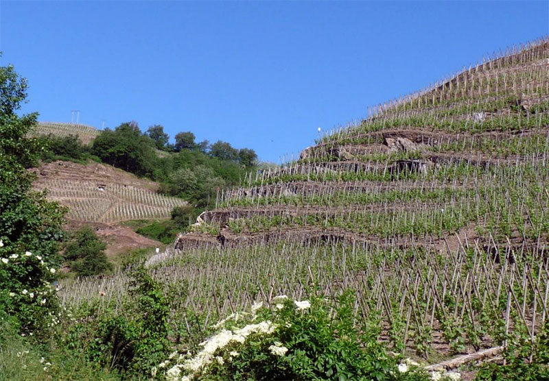 Vignobles Levet