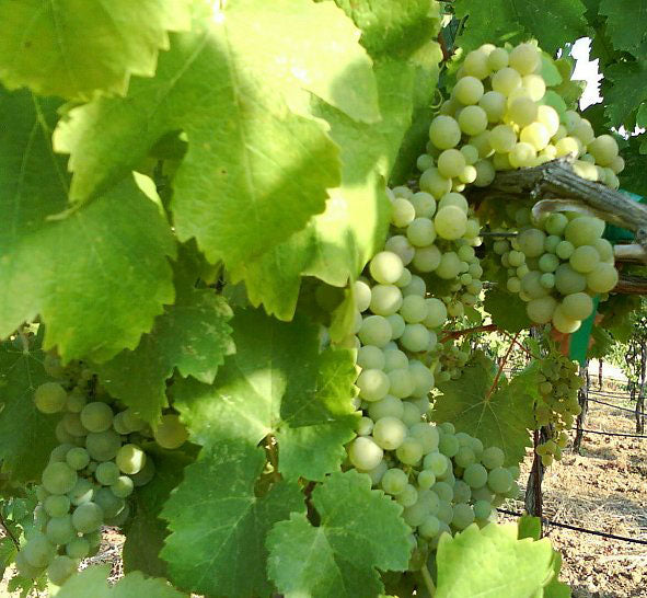 Viognier 1