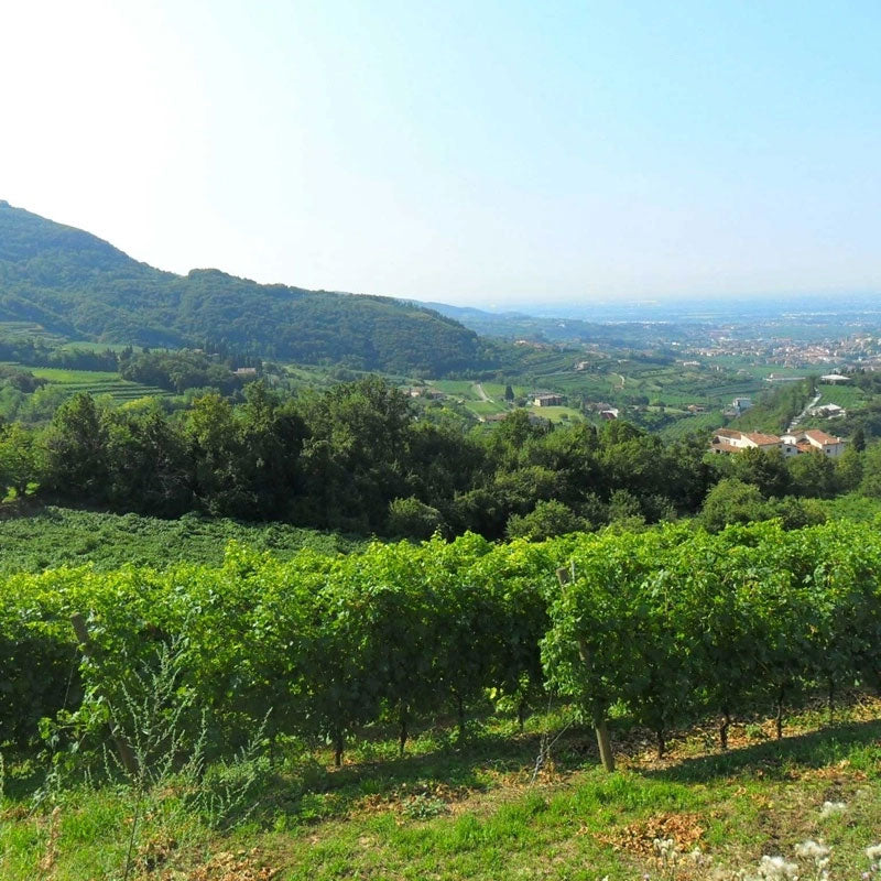Viviani