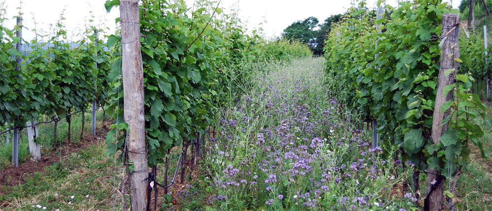 Weingut Clemens Busch